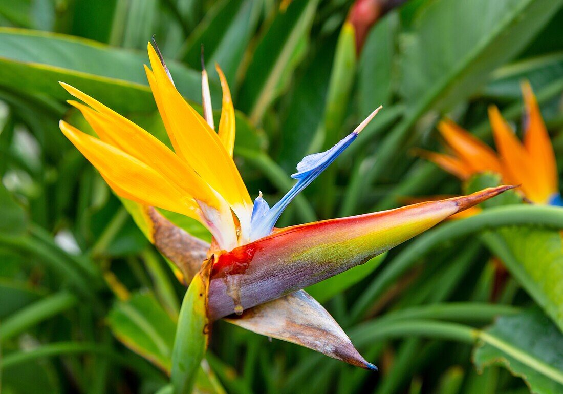 Bird of Paradise plant (Strelitzia) flower, Bermuda, North Atlantic