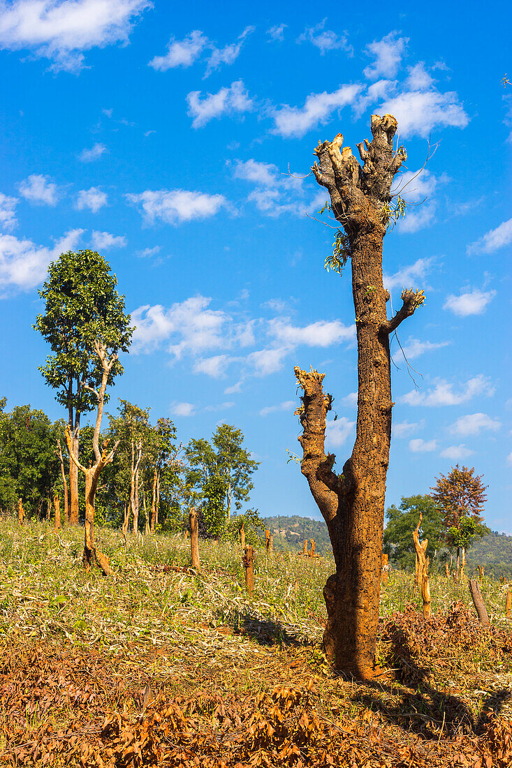 Kahler Baum auf einer Ebene nach einem Brand, in der Nähe von Hsipaw, Shan-Staat, Myanmar (Birma), Asien