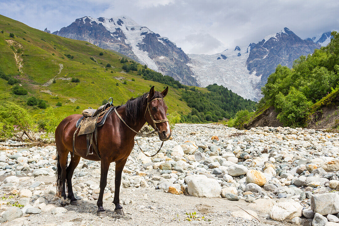 Pferd am Fluss Adishchala mit dem Berggipfel Tetnuldi im Hintergrund, Swaneti-Gebirge, Kaukasusgebirge, Georgien, Zentralasien, Asien