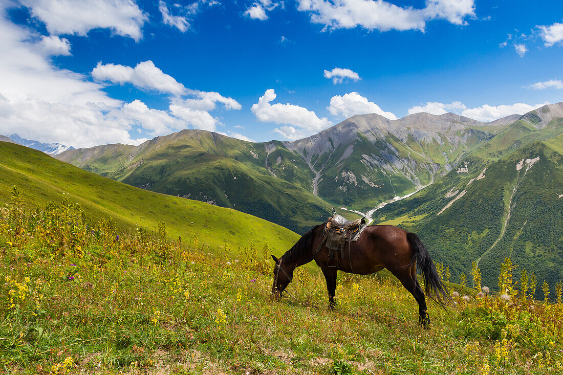 Horse grazing with Khaldechala River Valley and Caucasian mountains in background, Svaneti mountains, Georgia, Central Asia, Asia