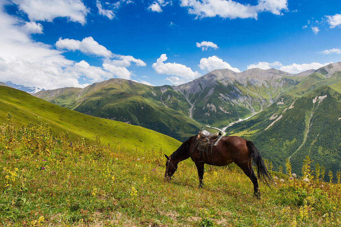 Weidendes Pferd mit dem Tal des Flusses Chaldechala und den kaukasischen Bergen im Hintergrund, Swaneti-Gebirge, Georgien, Zentralasien, Asien