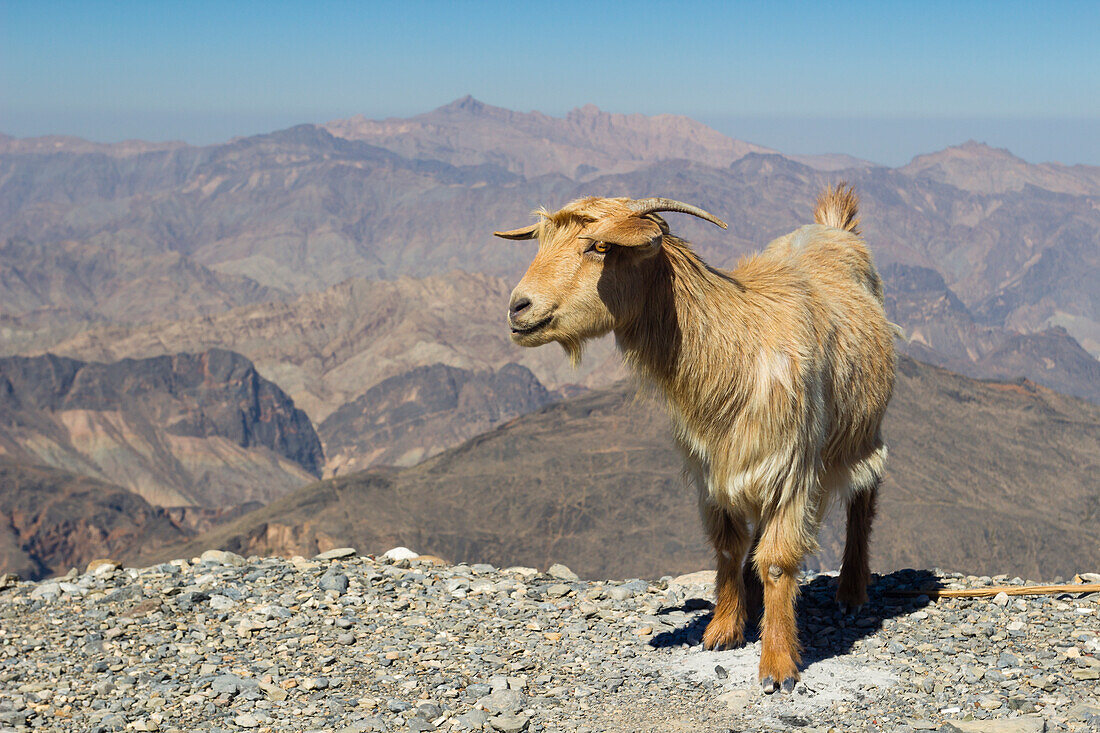 Ziege mit dem Al Hajar-Gebirge (Oman-Gebirge) im Hintergrund, in der Nähe des Jebel Shams Canyon, Oman, Naher Osten