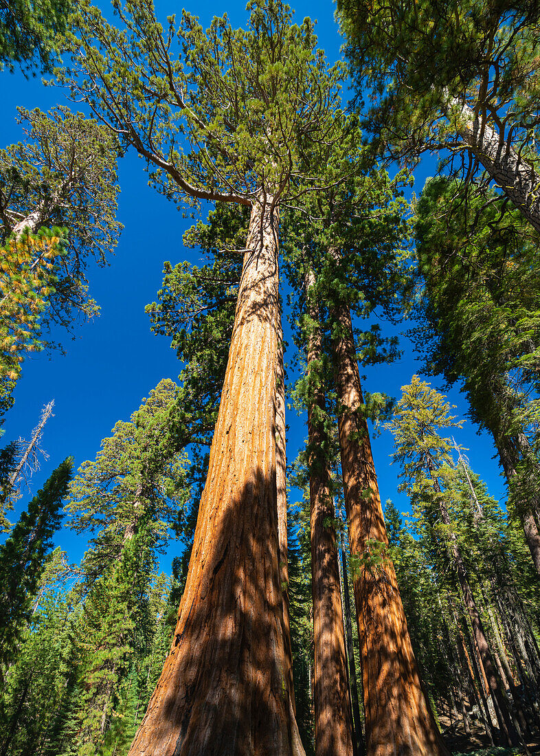 Giant sequoia at Mariposa Grove, Yosemite National Park, UNESCO World Heritage Site, California, United States of America, North America