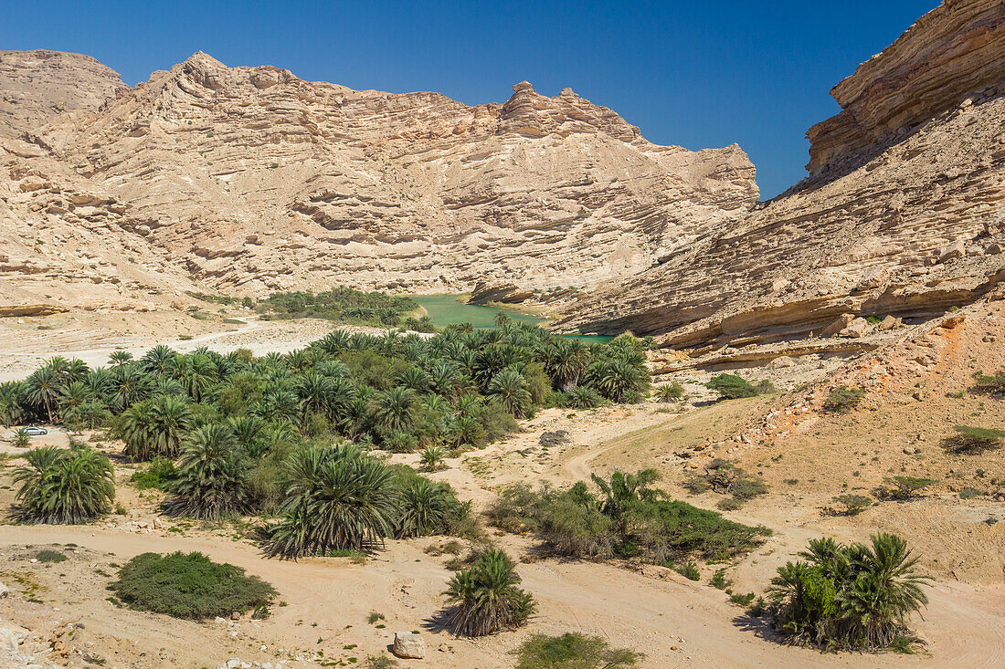 Palmen im Wadi Sinaq, Hasik, Dhofar Gouvernement, Oman, Naher Osten
