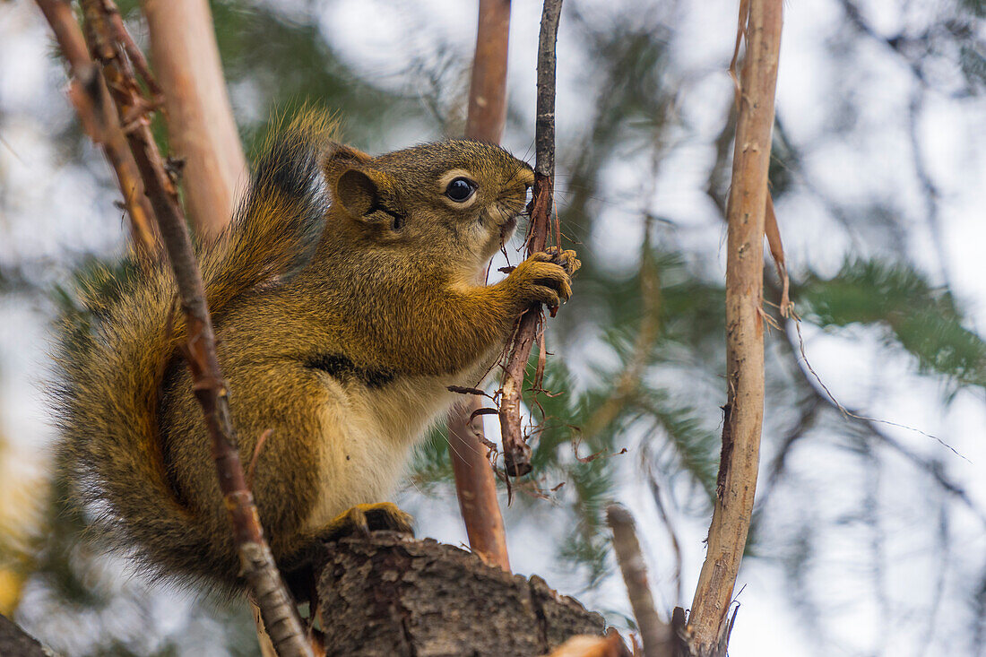 Amerikanisches Rotes Eichhörnchen (Tamiasciurus hudsonicus) auf Baum, Tolsona, Alaska, Vereinigte Staaten von Amerika, Nordamerika