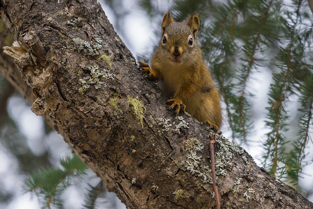 American red squirrel (Tamiasciurus hudsonicus) on tree, Tolsona, Alaska, United States of America, North America