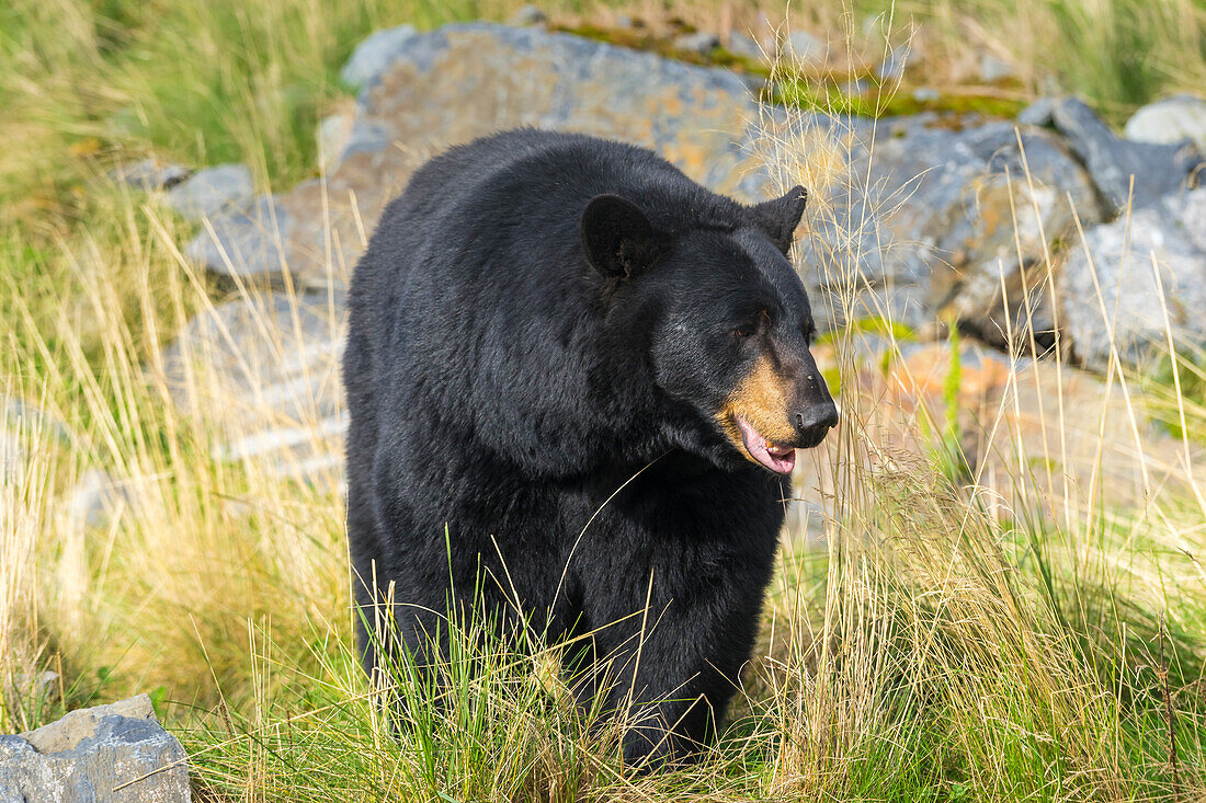 Captive black bear (Ursus americanus), Alaska Wildlife Conservation Center, Girlwood, Alaska, United States of America, North America