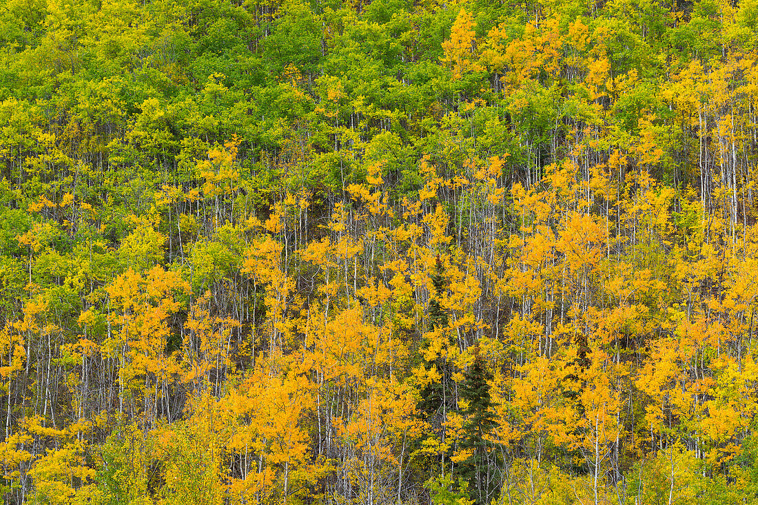 Gelbe und grüne Birken im Herbst, nahe Chickaloon, Alaska, Vereinigte Staaten von Amerika, Nordamerika
