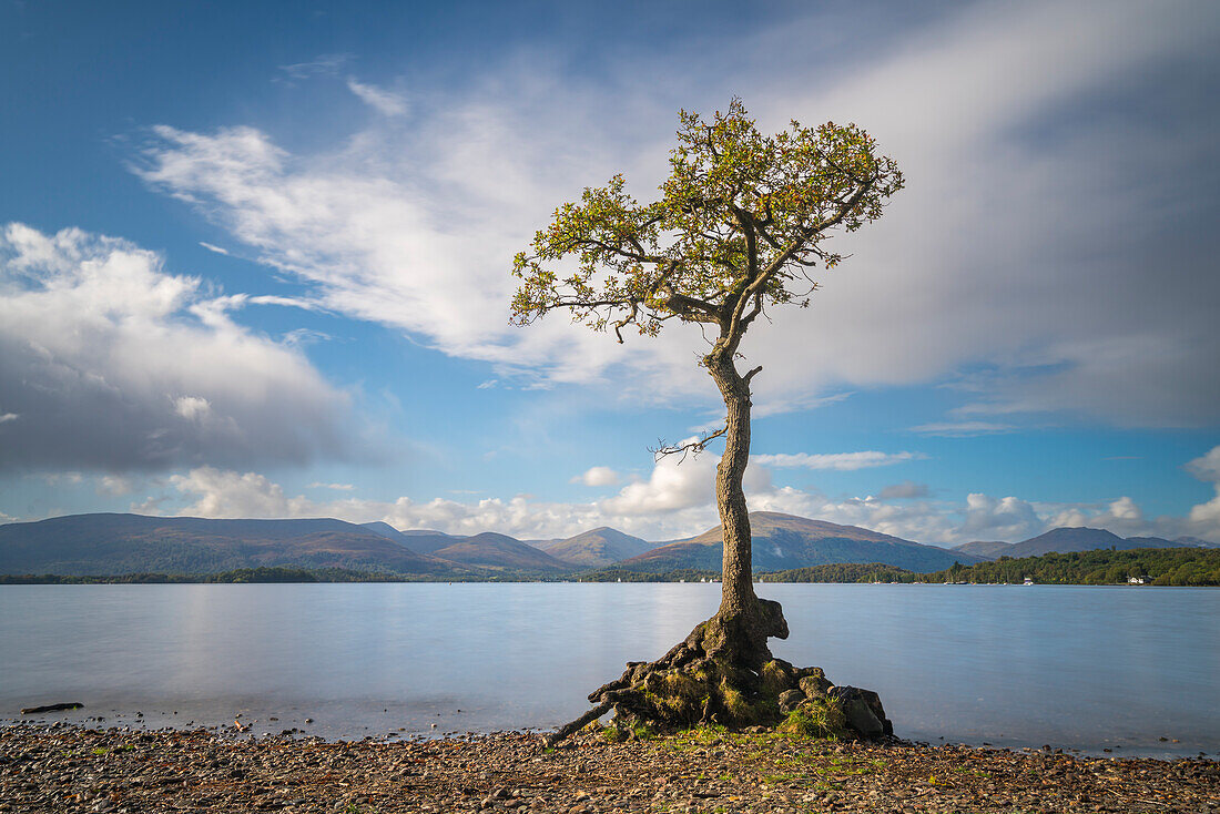 Baum, Milarrochy Bay, Loch Lomond and Trossachs National Park, Schottland, Vereinigtes Königreich, Europa