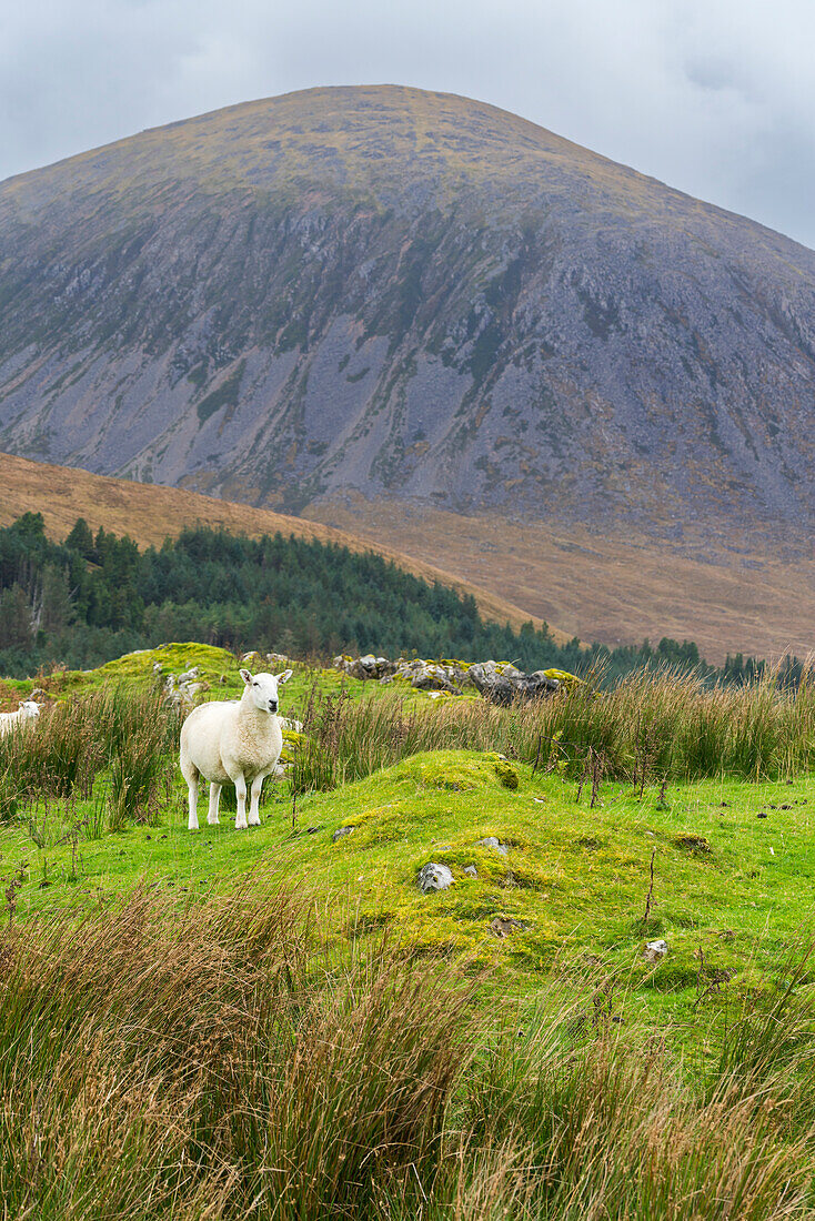 Schafe am Berg, nahe Torrin, Isle of Skye, Innere Hebriden, Schottland, Vereinigtes Königreich, Europa