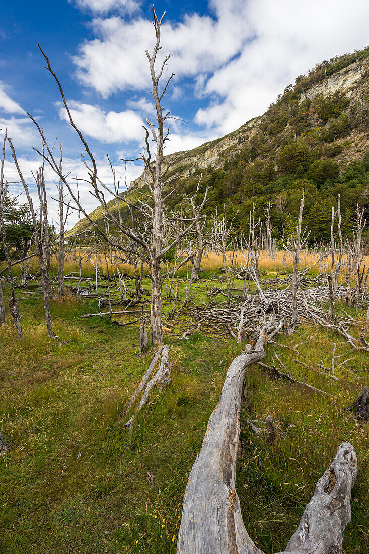 Biberpfad (castorera) und Gebiet mit Biberdämmen, Nationalpark Tierra del Fuego, Patagonien, Argentinien, Südamerika