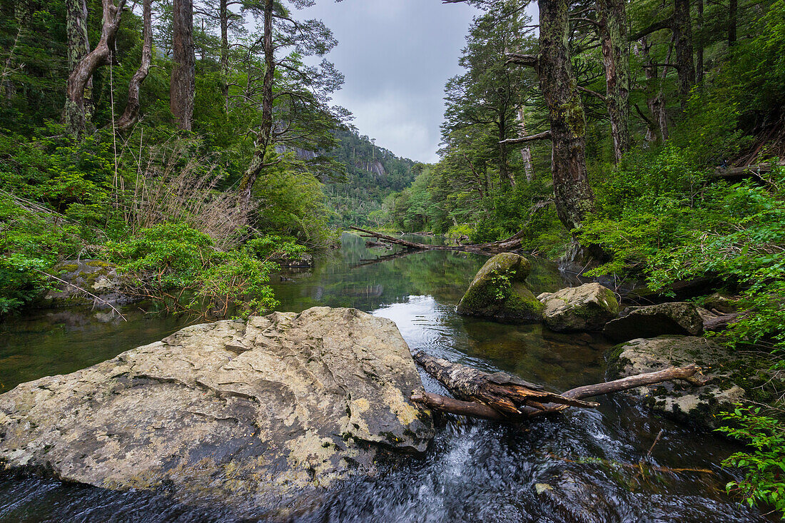 Stream running through forest, Huerquehue National Park, Pucon, Chile, South America