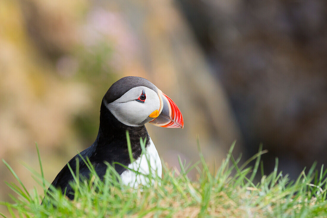 Papageientaucher, Borgarfjardarhhofn, Borgarfjordur, Ostisland, Island, Polargebiete