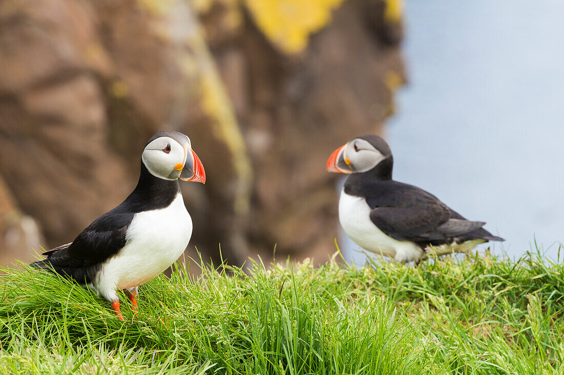 Papageientaucher, Borgarfjardarhhofn, Borgarfjordur, Ostisland, Island, Polargebiete