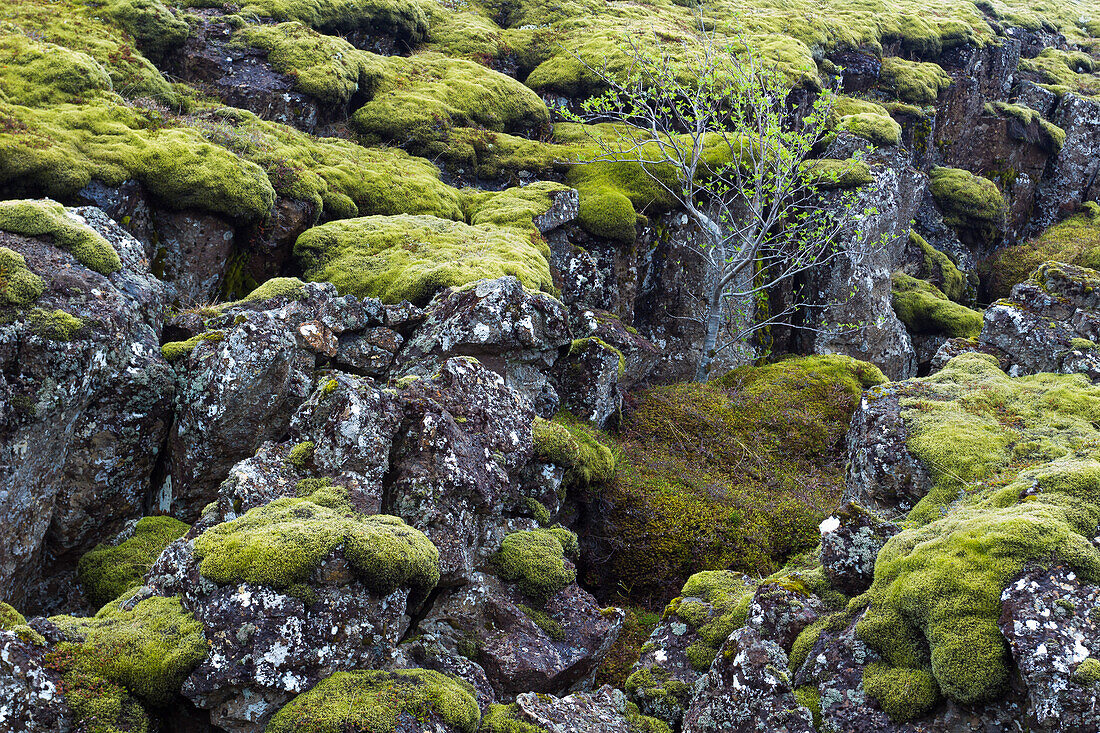 Baum, der in einem mit Moos bewachsenen Lavafeld wächst, Thingvellir-Nationalpark, UNESCO-Weltkulturerbe, Island, Polargebiete