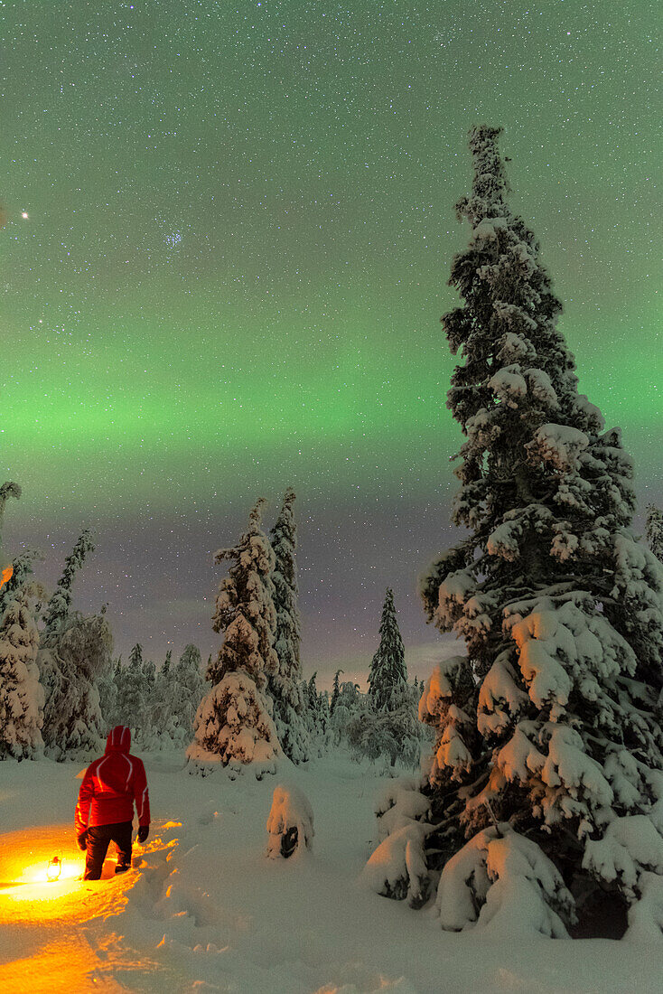 Mann mit Laterne zwischen schneebedeckten Bäumen, die das grüne Licht des Nordlichts (Aurora Borealis) genießen, im Wald, Pallas-Yllastunturi-Nationalpark, Muonio, Lappland, Finnland, Europa