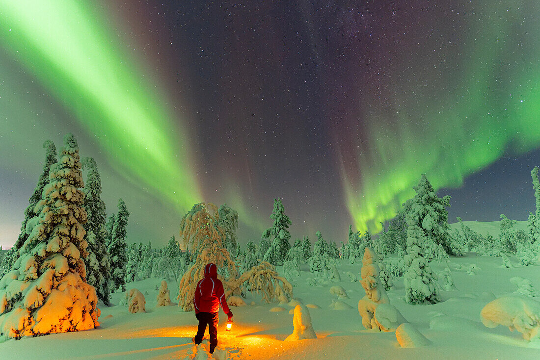 Wanderer mit Laterne steht im Schnee im gefrorenen Wald und bewundert Nordlichter (Aurora Borealis), Pallas-Yllastunturi Nationalpark, Muonio, Lappland, Finnland, Europa