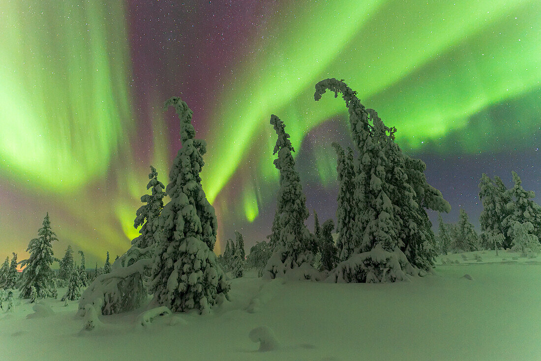 Nordlichter (Aurora Borealis) tanzen in einer sternenklaren Nacht über dem verschneiten Wald, Pallas-Yllastunturi-Nationalpark, Muonio, Lappland, Finnland, Europa