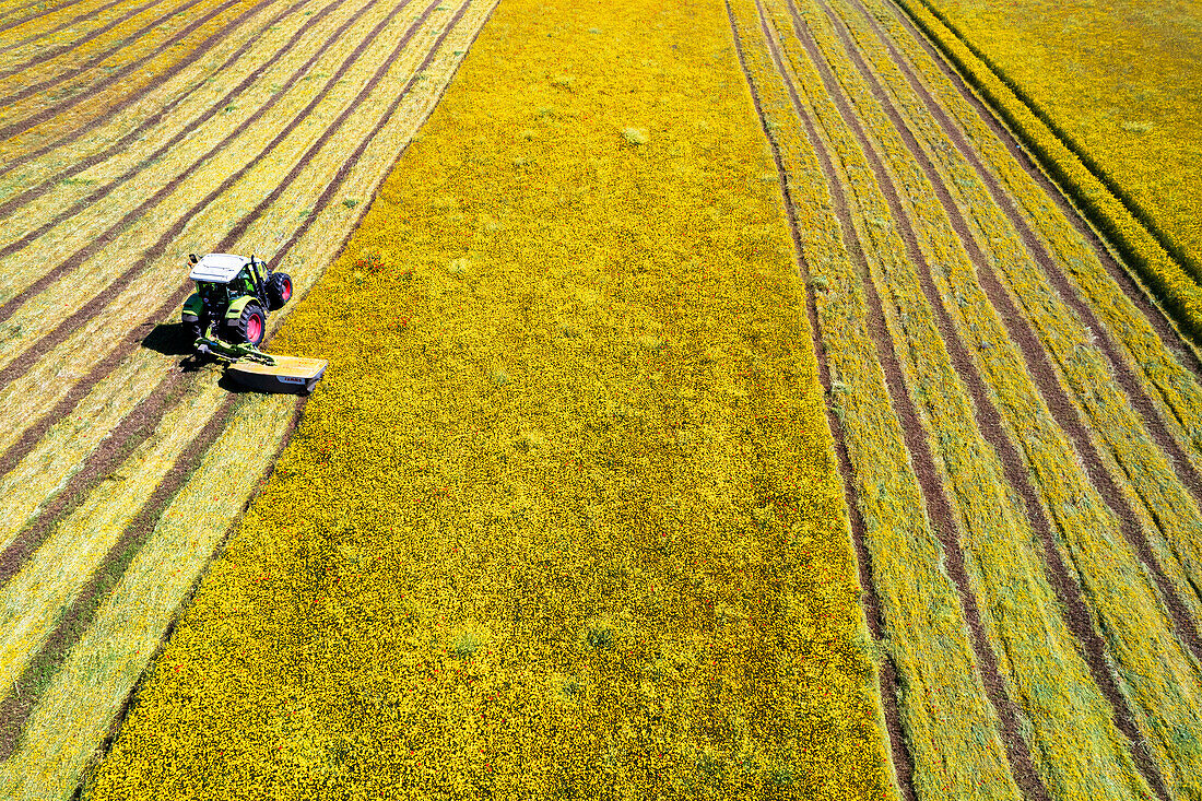 Drohnenaufnahme eines Traktors mit Mähwerk beim Mähen von Gräsern auf einem landwirtschaftlichen Feld an einem Sommertag, Italien, Europa