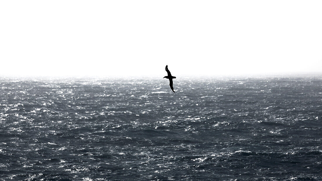 Albatross gliding over the Drake Passage, Southern Ocean below South America, Antarctica, Polar Regions