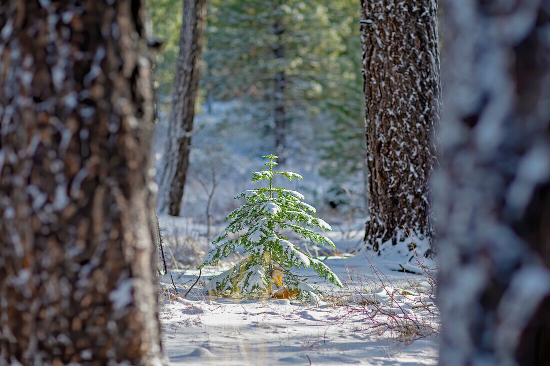 Schneebedeckter Nadelbaum, Truckee, Lake Tahoe, Kalifornien, Vereinigte Staaten von Amerika, Nordamerika