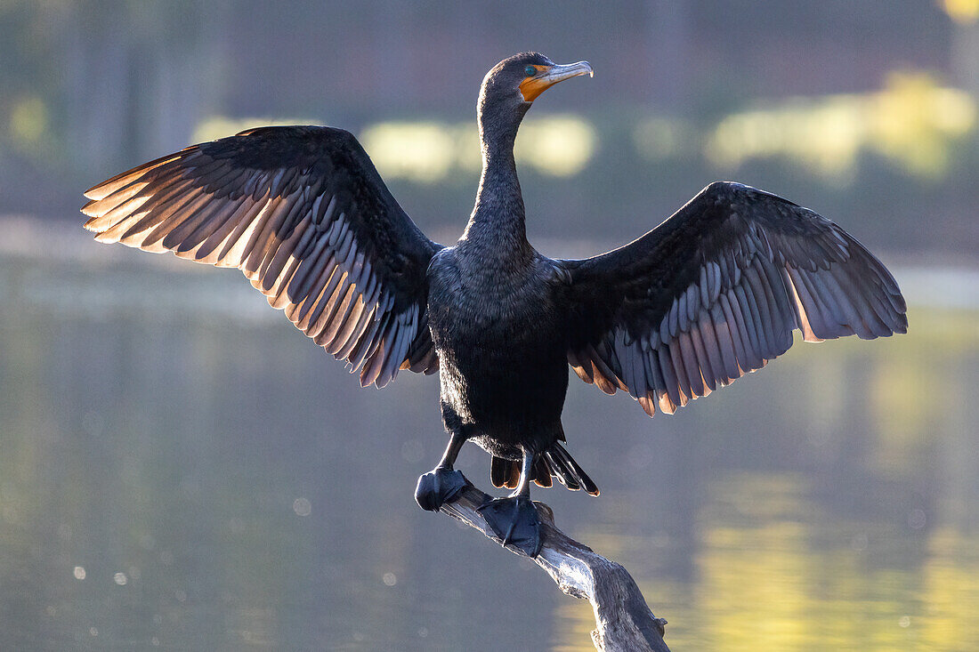 Double-crested Cormorant, Massachusetts, New England, United States of America, North America