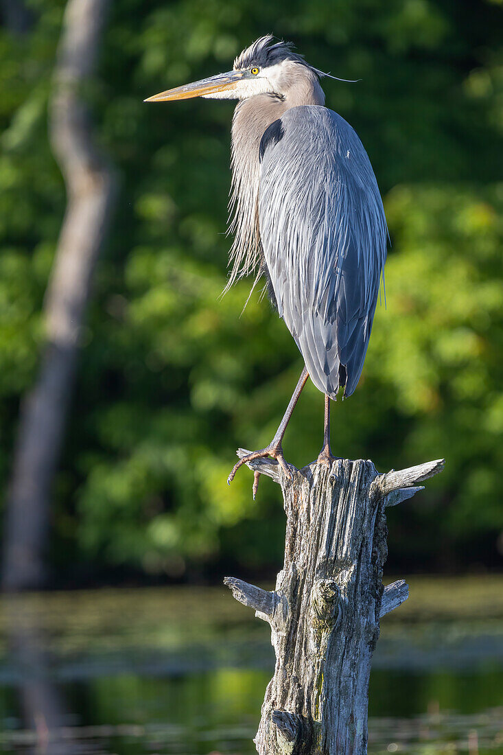 Great Blue Heron, Massachusetts, New England, United States of America, North America