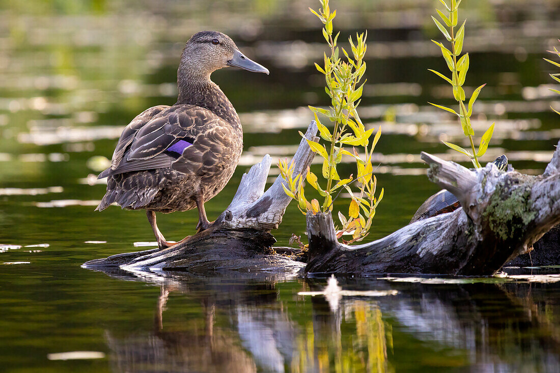 American Black Duck, Massachusetts, New England, United States of America, North America