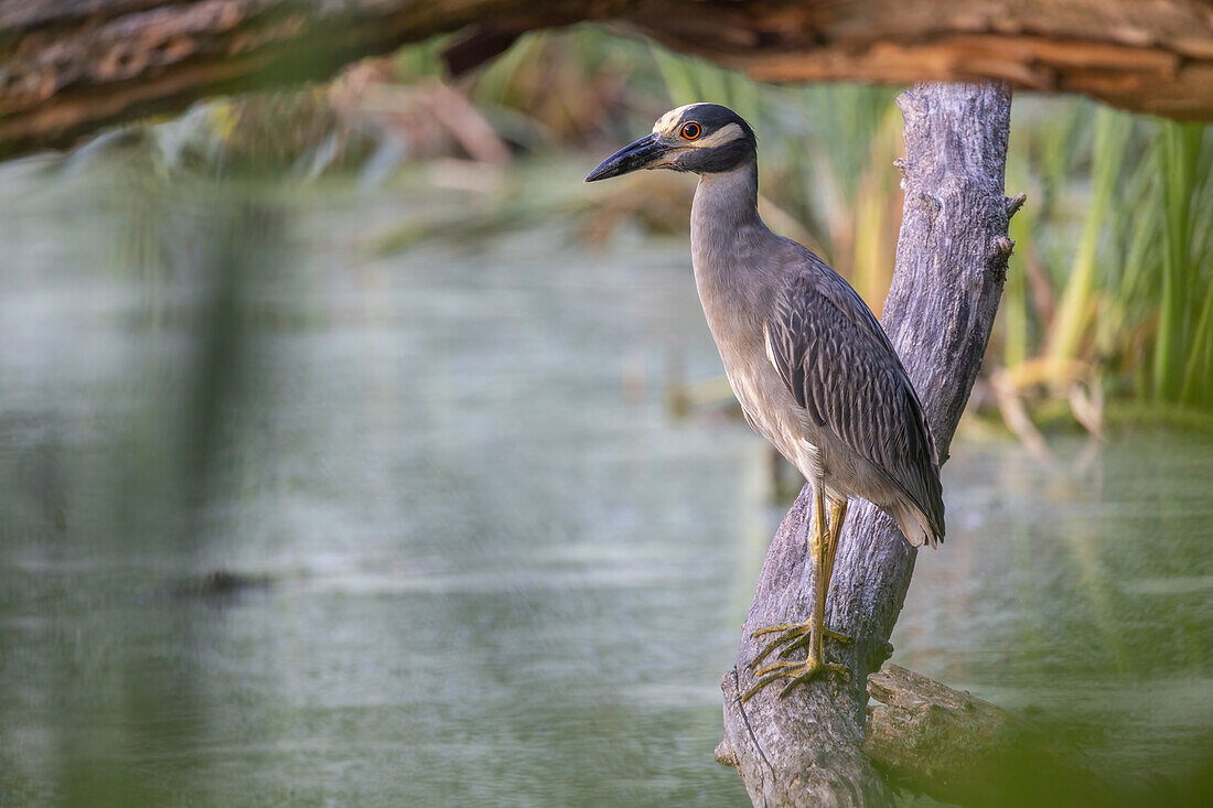 Yellow-crowned Night-Heron at dawn, United States of America, North America
