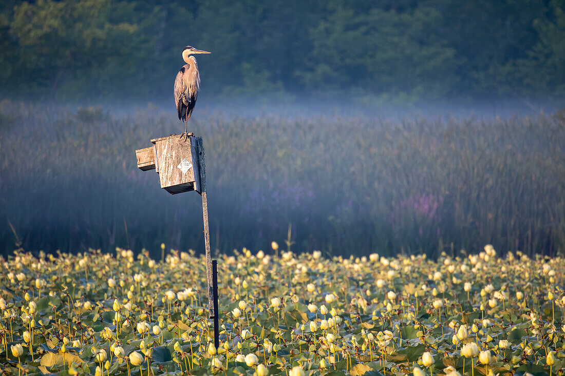 Great Blue Heron in Summer Marsh, Massachusetts, New England, United States of America, North America