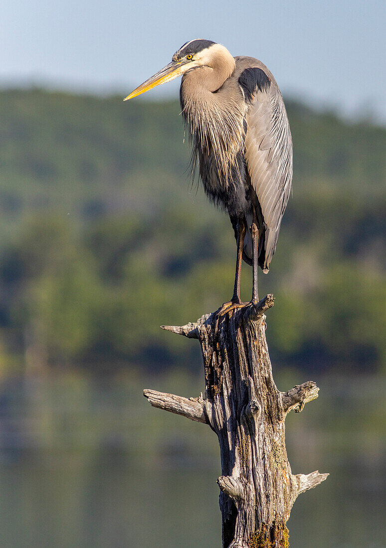 Great Blue Heron in morning light, Massachusetts, New England, United States of America, North America