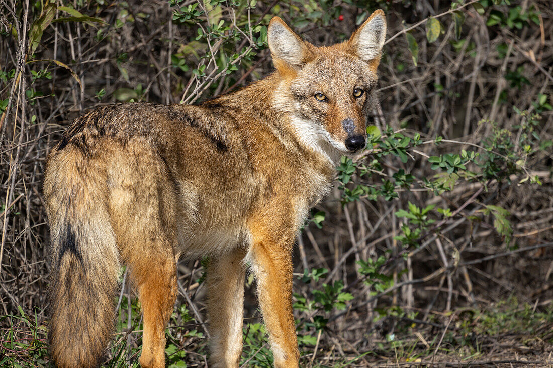 Wilder Kojote, Massachusetts, Neuengland, Vereinigte Staaten von Amerika, Nordamerika
