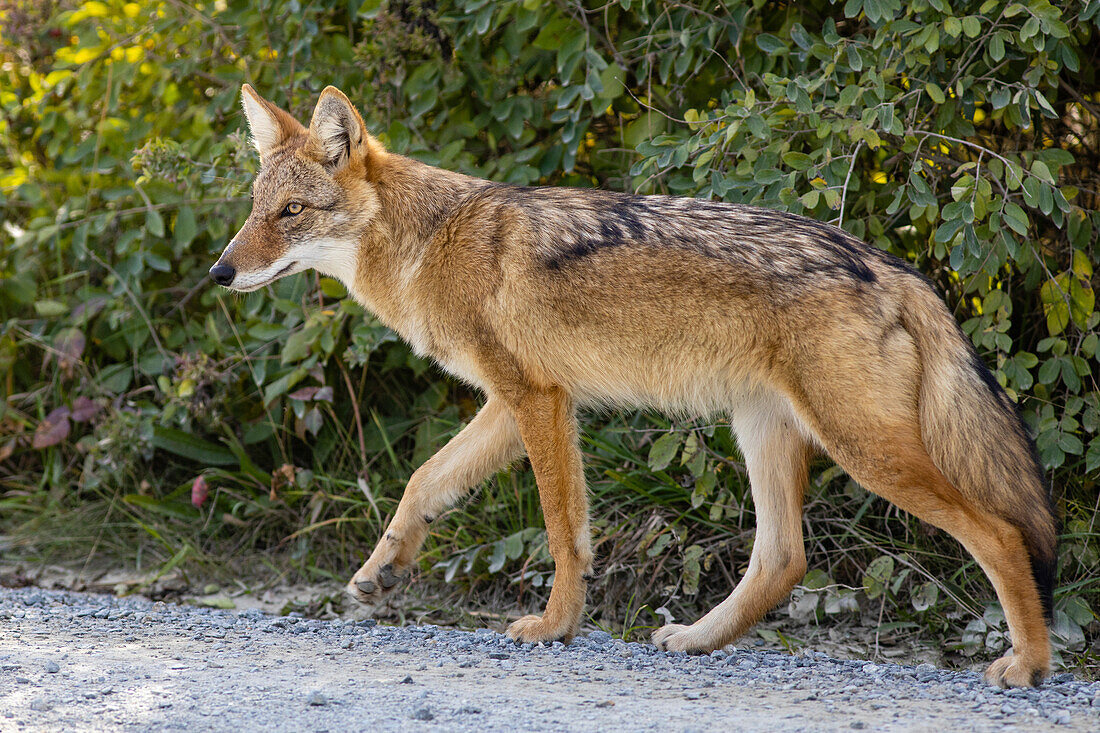 Wilder Kojote, Massachusetts, Neuengland, Vereinigte Staaten von Amerika, Nordamerika