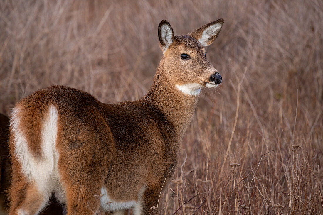 White-tailed deer, Massachusetts, New England, United States of America, North America