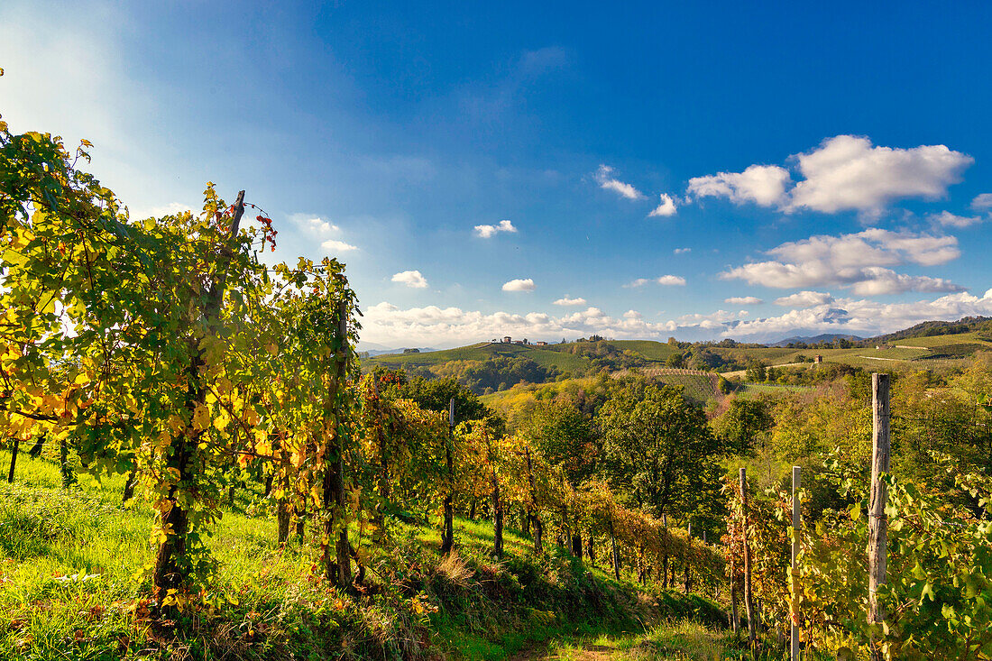 Hügel und Weinberge um die Stadt Gattinara, Bezirk Vercelli, Piemont, Italien, Europa