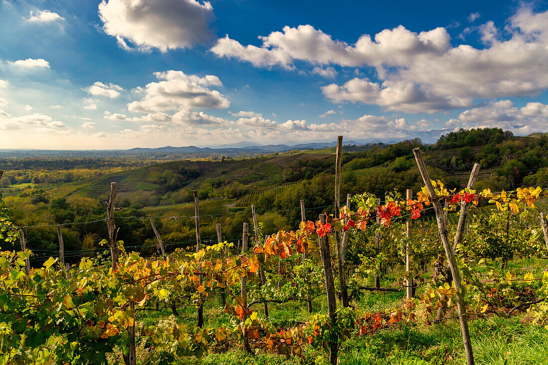 Hills and vineyards around the town of Gattinara, Vercelli district, Piedmont, Italy, Europe