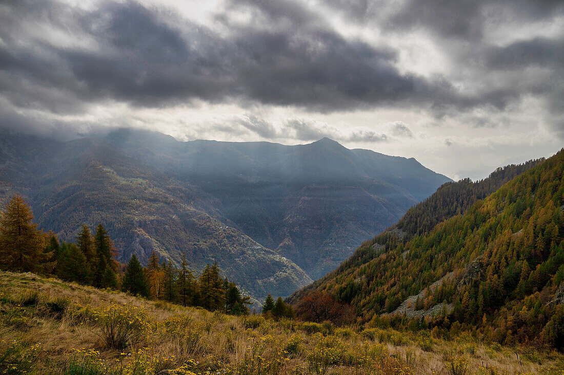 Bergweiden und Nadelwälder unter einem bewölkten Himmel, Lys-Tal, Gressoney, Aostatal, Italien, Europa