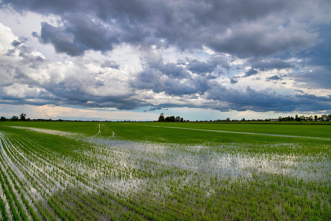 Felder und Reisfelder an einem Sommertag, unter einem stürmischen Himmel, Novara, Poebene, Piemont, Italien, Europa