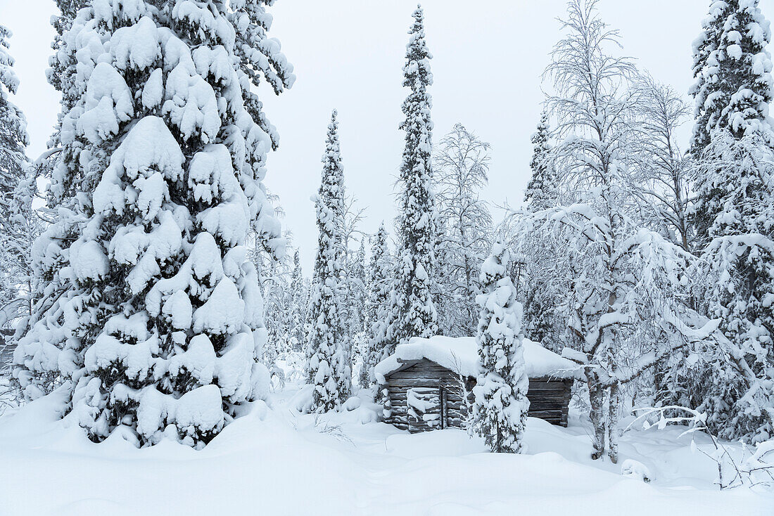 Frozen hut in the Arctic forest covered with snow, Akaslompolo, Kolari, Pallas-Yllastunturi National Park, Lapland, Finland, Europe