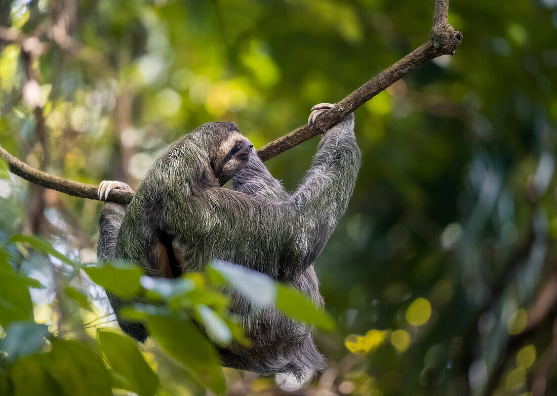 A sloth climbs trees of Manuel Antonio Nacional Park on the Pacific coast, Costa Rica, Central America