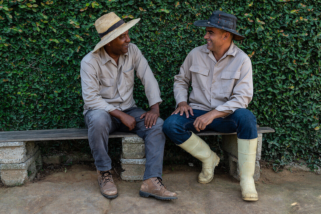 Tabakplantagenarbeiter machen eine Pause, Vinales, Kuba, Westindien, Karibik, Mittelamerika