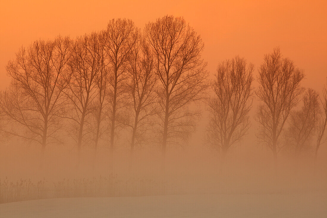 Bäume im eisigen Nebel, The Fens, Norfolk, England, Vereinigtes Königreich, Europa