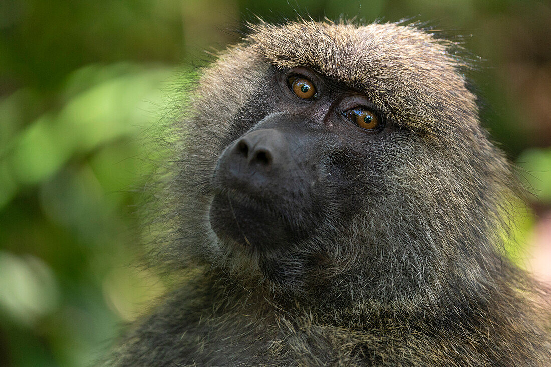 Portrait of an olive baboon (Papio anubis), Lake Manyara National Park, Tanzania, East Africa, Africa