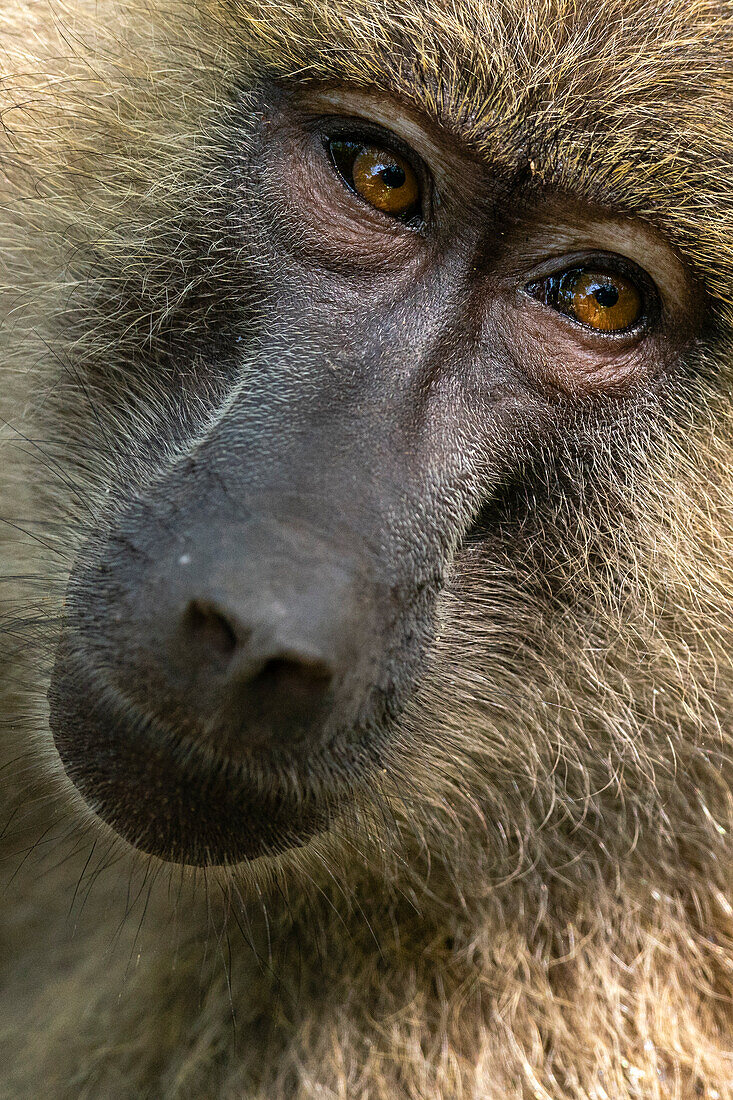 Portrait of an olive baboon (Papio anubis), Lake Manyara National Park, Tanzania, East Africa, Africa