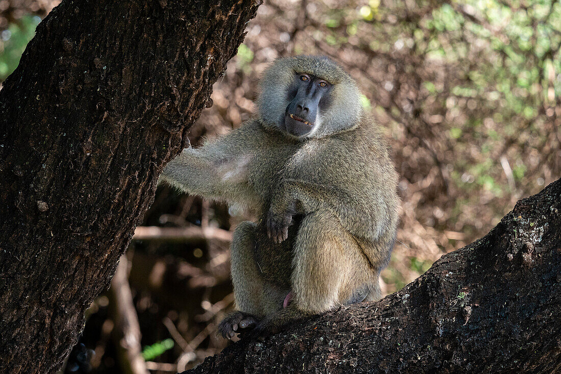 Olive Baboon (Papio anubis), Lake Manyara National Park, Tanzania, East Africa, Africa