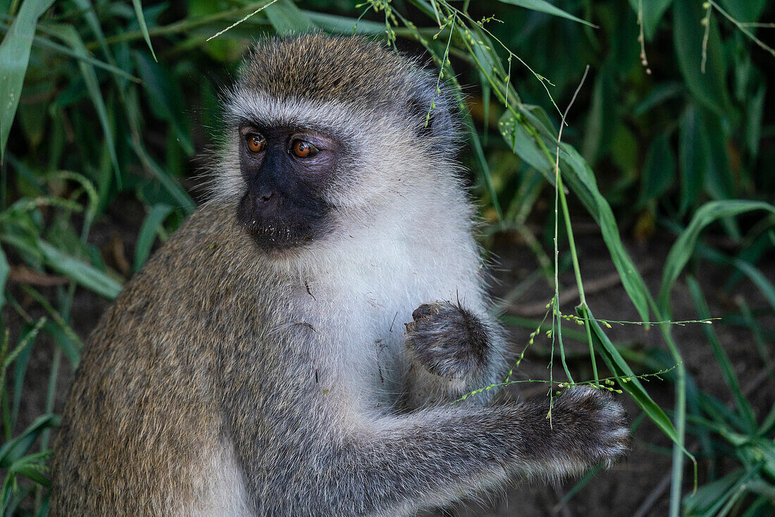 Vervet monkey (Chlorocebus pygerythrus), Lake Manyara National Park, Tanzania, East Africa, Africa