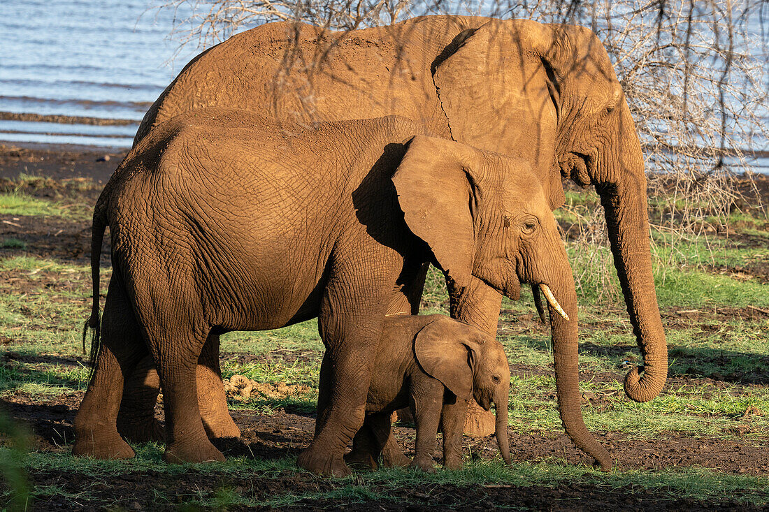 Afrikanische Elefanten (Loxodonta africana) und Kalb, Lake Manyara National Park, Tansania, Ostafrika, Afrika