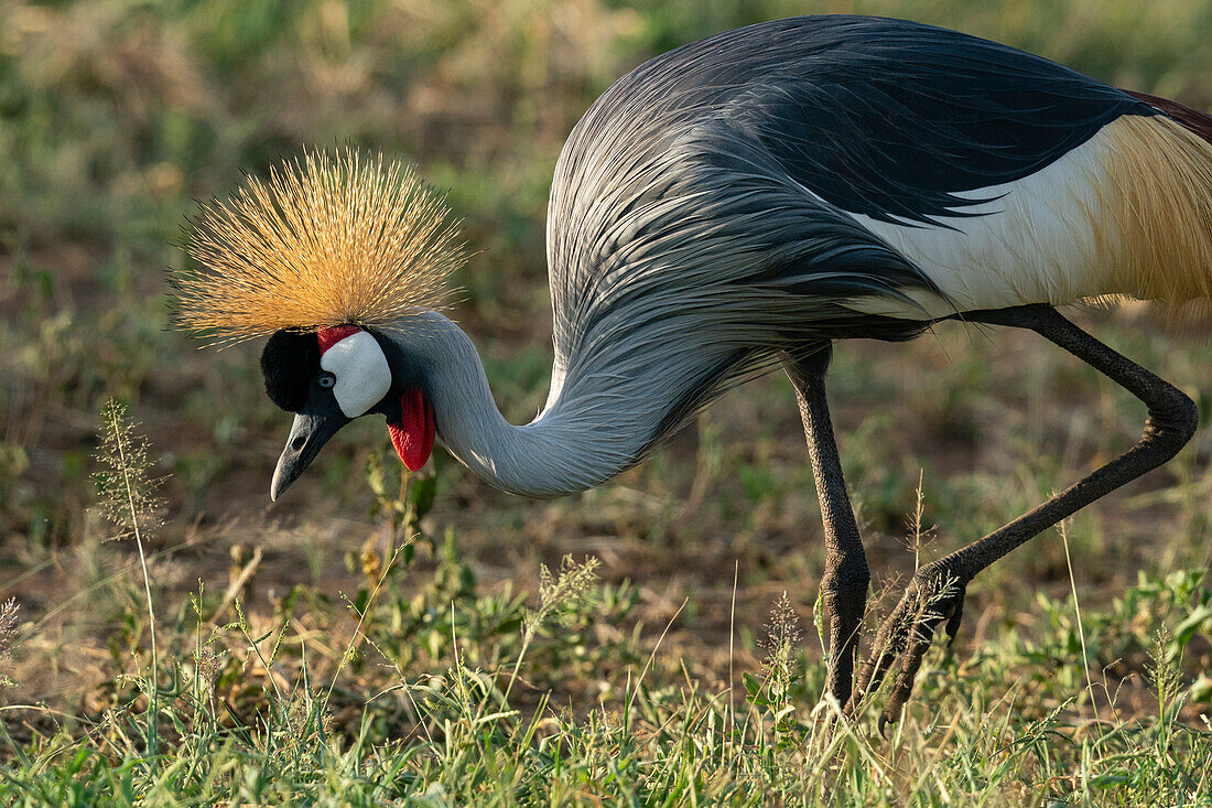 Gray crowned crane (Balearica regulorum), Lake Manyara National Park, Tanzania, East Africa, Africa