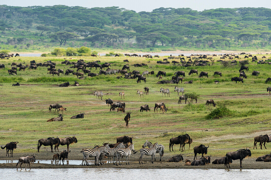 Gnus (Connochaetes taurinus) und Zebras (Equus quagga) beim Grasen, Ndutu Conservation Area, Serengeti, Tansania, Ostafrika, Afrika
