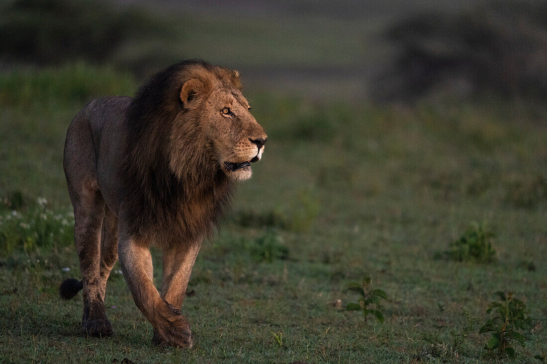 Löwe (Panthera leo), Ndutu-Schutzgebiet, Serengeti, Tansania, Ostafrika, Afrika